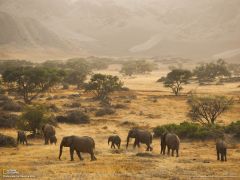 Tapeta National Geographic 277.jpg